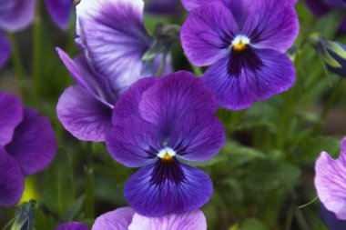 Pembe bir çiçeğe yaklaş