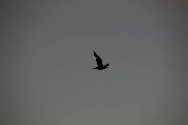 Pássaro Céu — Fotografia de Stock