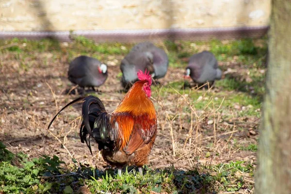 Hühner Auf Dem Feld — Stockfoto