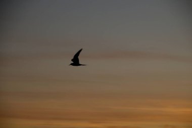 Gökyüzünde martı