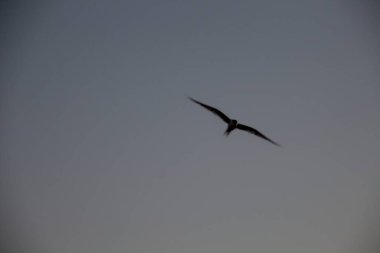 Gökyüzünde martı