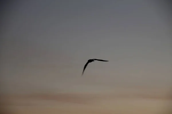 Seagull Sky — Stock Photo, Image