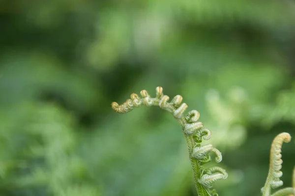 Gros Plan Une Fleur — Photo