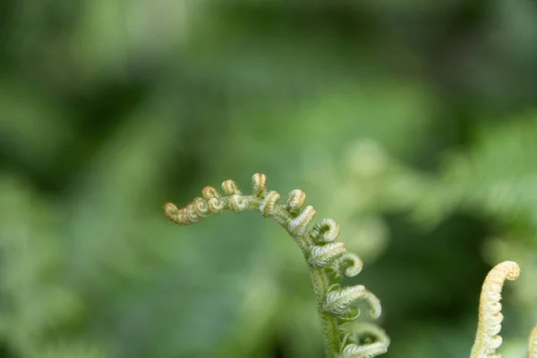 Gros Plan Une Fleur — Photo