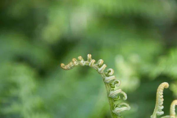 Perto Uma Flor — Fotografia de Stock