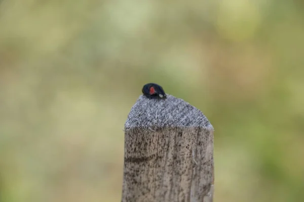 Taşın Üzerindeki Uğur Böceği — Stok fotoğraf