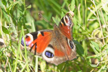 Çimlerin üzerinde kelebek