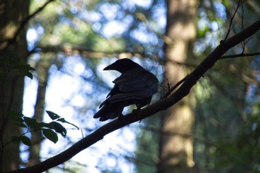 bir ağaçtaki karga
