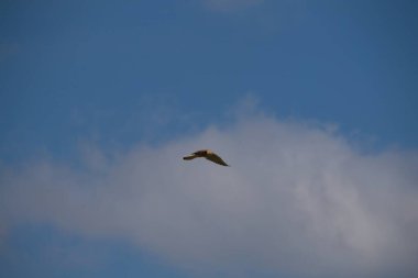 Osprey gökyüzünde