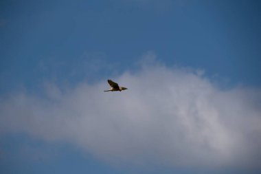 Osprey gökyüzünde