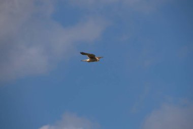 Osprey gökyüzünde