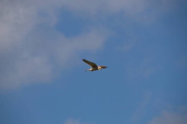 Osprey gökyüzünde