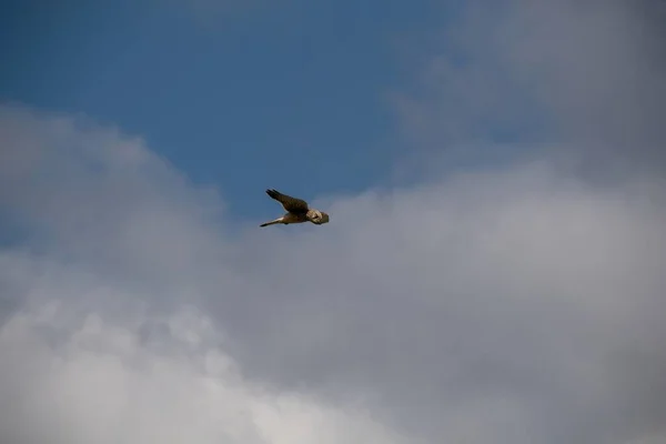 Fischadler Himmel — Stockfoto