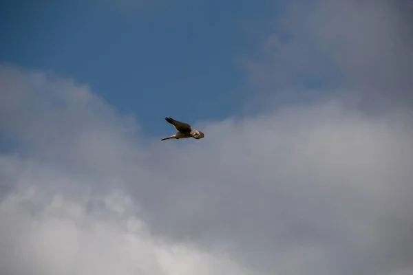 Balbuzard Dans Ciel — Photo