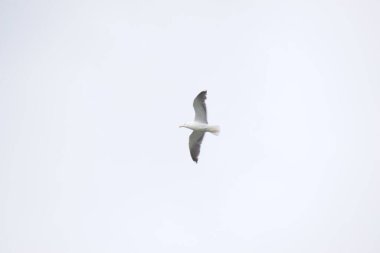 Gökyüzünde martı