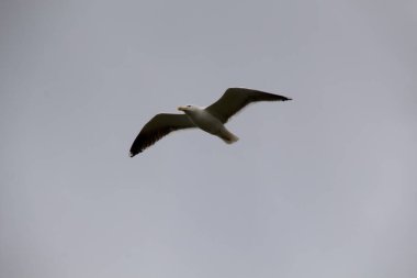 Gökyüzünde martı