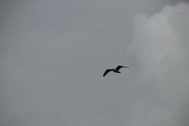 Gökyüzünde martı