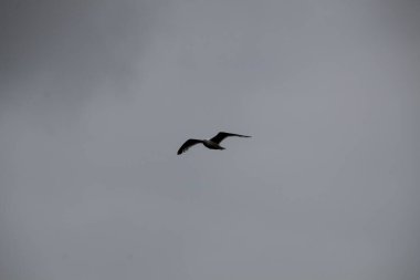 Gökyüzünde martı