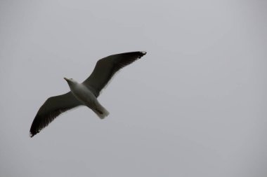 Gökyüzünde martı