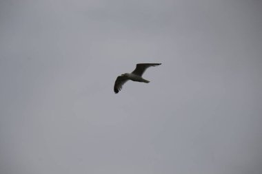 Gökyüzünde martı