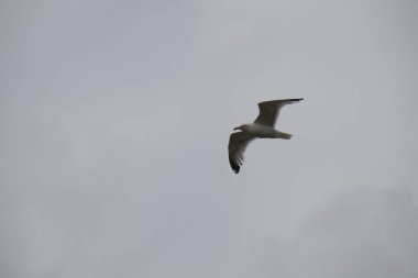 Gökyüzünde martı