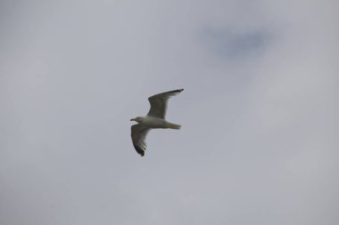 Gökyüzünde martı