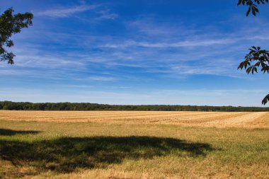 Buğday tarlası ve gökyüzü