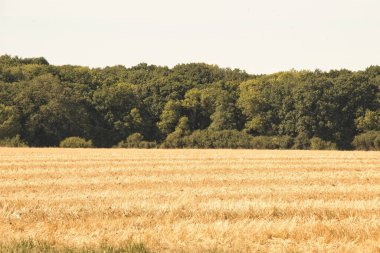 Buğday tarlası ve gökyüzü