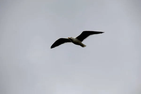 Gaivota Céu — Fotografia de Stock