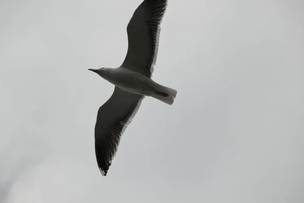 Mouette Dans Ciel — Photo