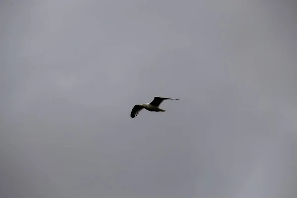 空のカモメ — ストック写真