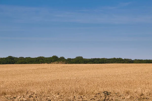 Wheat Field Sky — Stock Photo, Image