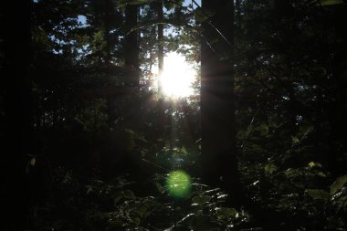 Ağaçların arasından güneş ışınları geliyor.