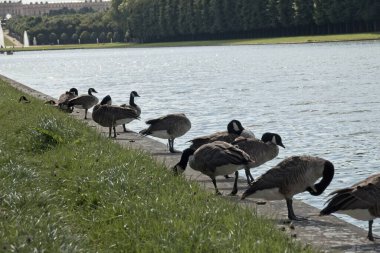 country goose on the grass