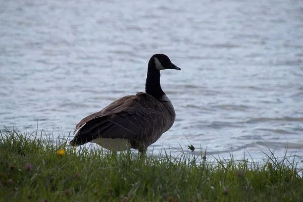 Country Goose Grass — Stok fotoğraf