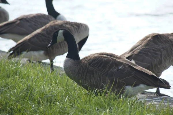 Country Goose Grass —  Fotos de Stock