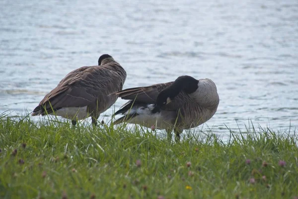 Landgans Auf Dem Gras — Stockfoto