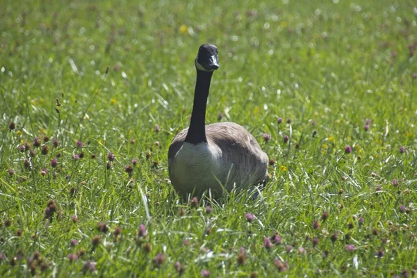 Country Goose Grass — стоковое фото