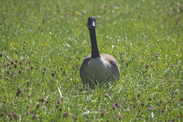Country Goose Grass — Φωτογραφία Αρχείου