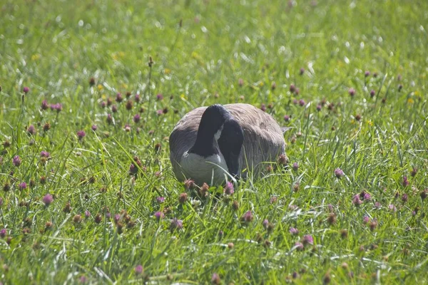 Barnacle goose Stock Photos, Royalty Free Barnacle goose Images