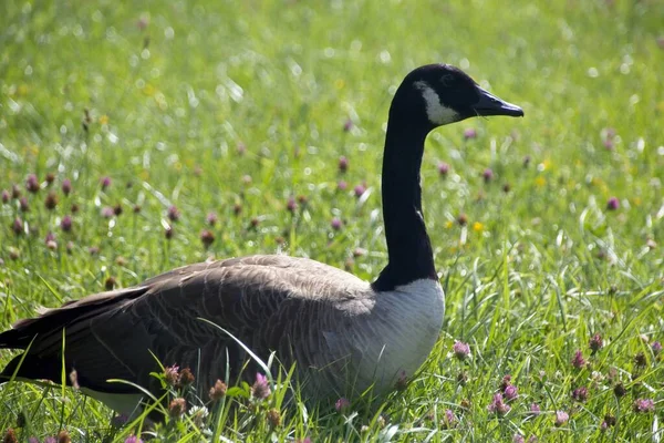 Country Goose Grass — Stockfoto