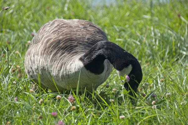 Country Goose Grass — 图库照片