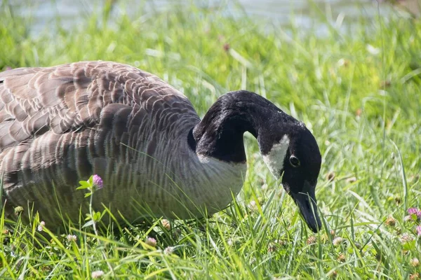 Landgans Auf Dem Gras — Stockfoto