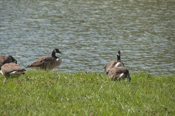 Country Goose Grass — Foto de Stock