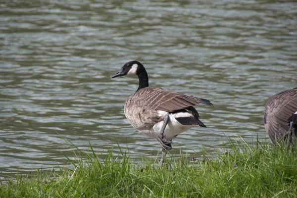 Country Goose Grass — Stockfoto