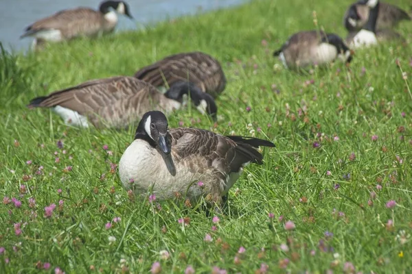 Country Goose Grass — ストック写真