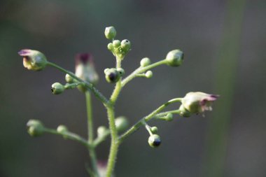 Dalları yakın çekim