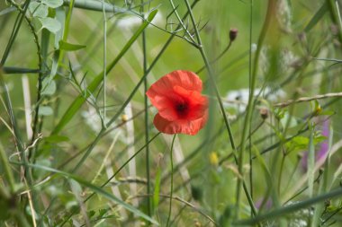 Baharda kırmızı haşhaş çiçeği
