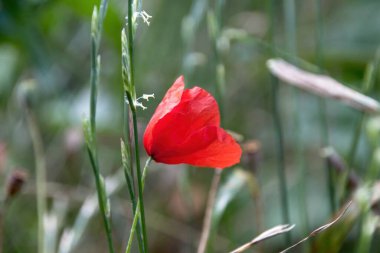 Baharda kırmızı haşhaş çiçeği