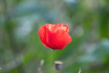Baharda kırmızı haşhaş çiçeği